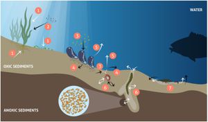 Are Shelf Sea Sediments the Missing Link in Climate Change Mitigation?