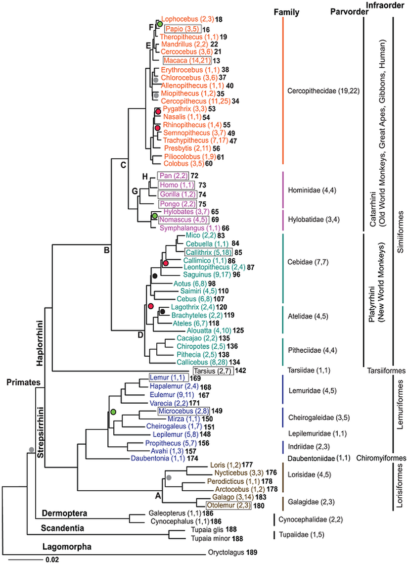 Görsel 1. 61 primat cinsinin bir moleküler filogenisi. Görsel Kaynağı: Perelman, P. et al. A molecular phylogeny of living primates. PLoS Genetics 7 (2011)