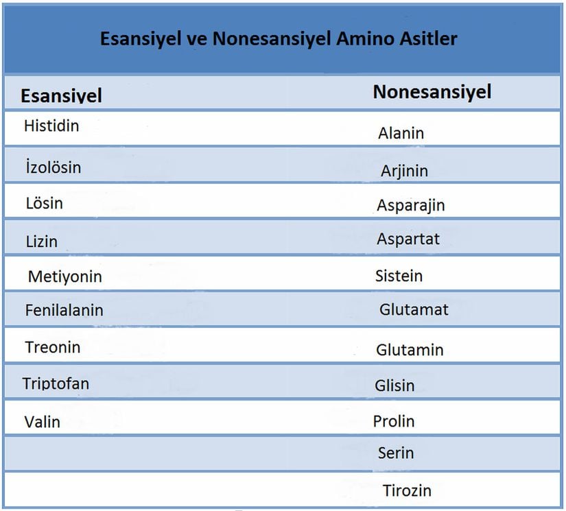 Esansiyel ve nonesansiyel amino asitler
