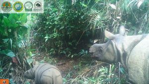 Rare Javan Rhino Calf Spotted In Indonesia