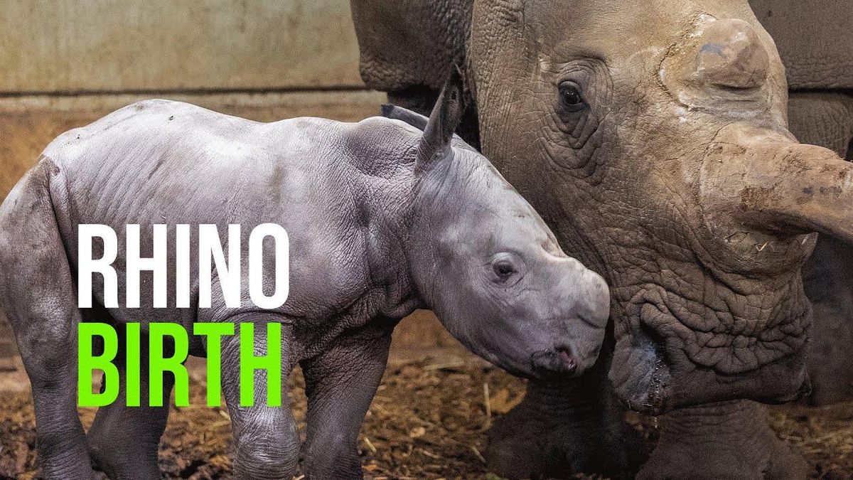 Melbourne Zoo Celebrates Birth Of Southern White Rhino Calf