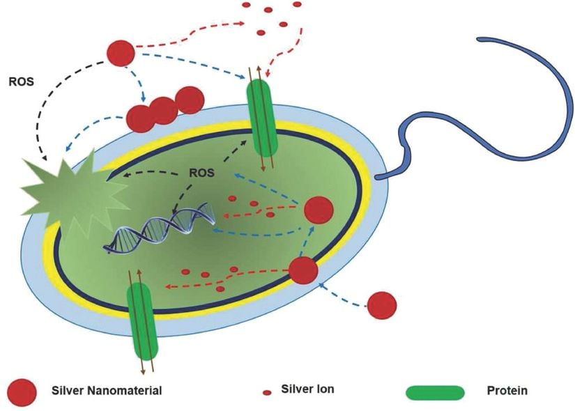 Nano gümüş parçacıkların antimikrobiyal etkisi