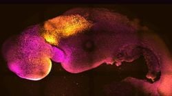 Bilim insanları sentetik fare embriyoları yaratıyor.