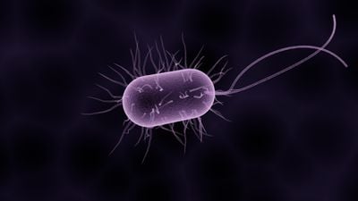 Ters Eşey Bakterileri ve Eşit Bir Yaşam: Rhodospirillum ile TEB Mücadelesine Mikroevren Gözüyle Bakın!