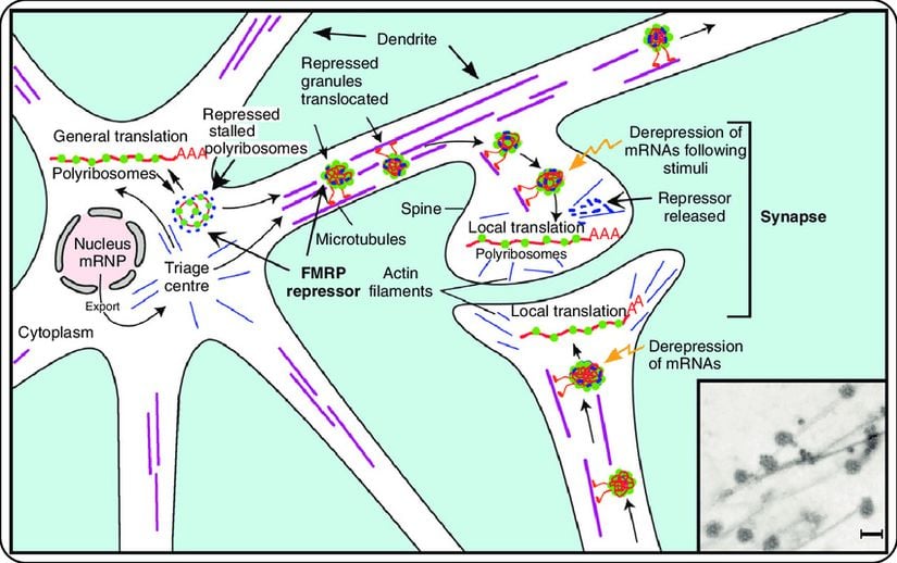 Hücre gövdesinden dendritik dikenler, sinapslar (bir dendritik omurga yarım sinaps oluşturur) veya aksonlar gibi uzak yerlere ihraç edilen mRNA içeren nöronal granüllerin ticaretinde FMRP'nin katılımını öneren model. MRNA'ları bastırmak için granüllerde yüksek seviyelerde FMRP bulunur.
