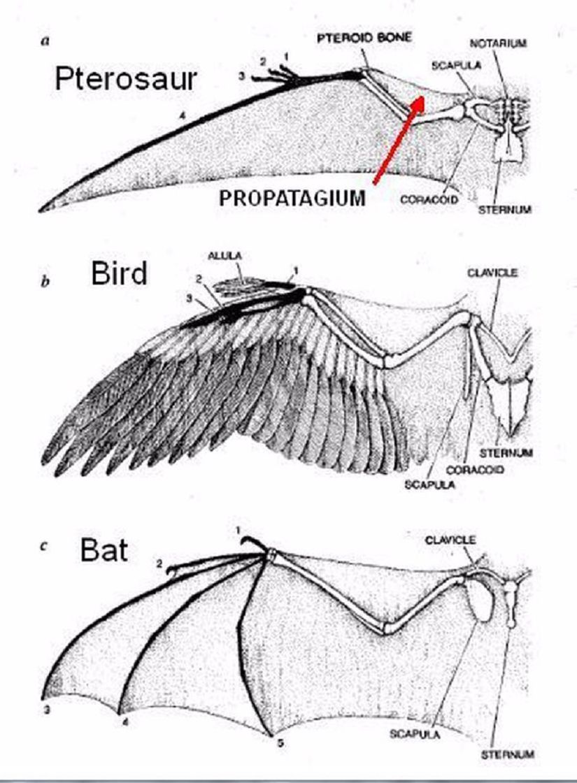 Pterodaktil, kuş ve yarasadaki düzenleyici değişikliklerin kemik uzamasına etkisi