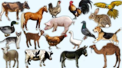 Evcilleştirme ve Ehlileştirme: Neden Bazı Hayvanlar Evcilleştirilirken, Bazı Diğerleri Evcilleştirilemez?