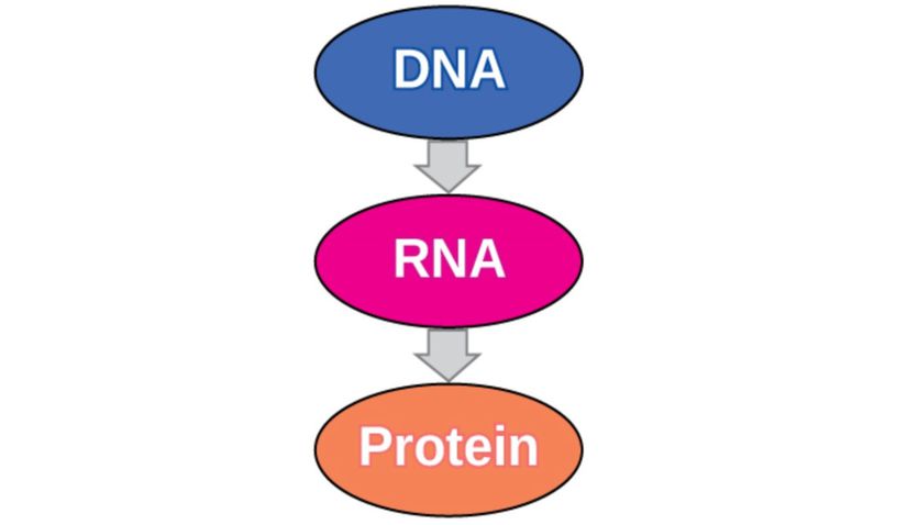 Şekil 1: Santral (merkezi) dogma, DNA'nın proteini kodlayan RNA'yı kodladığını açıklar.