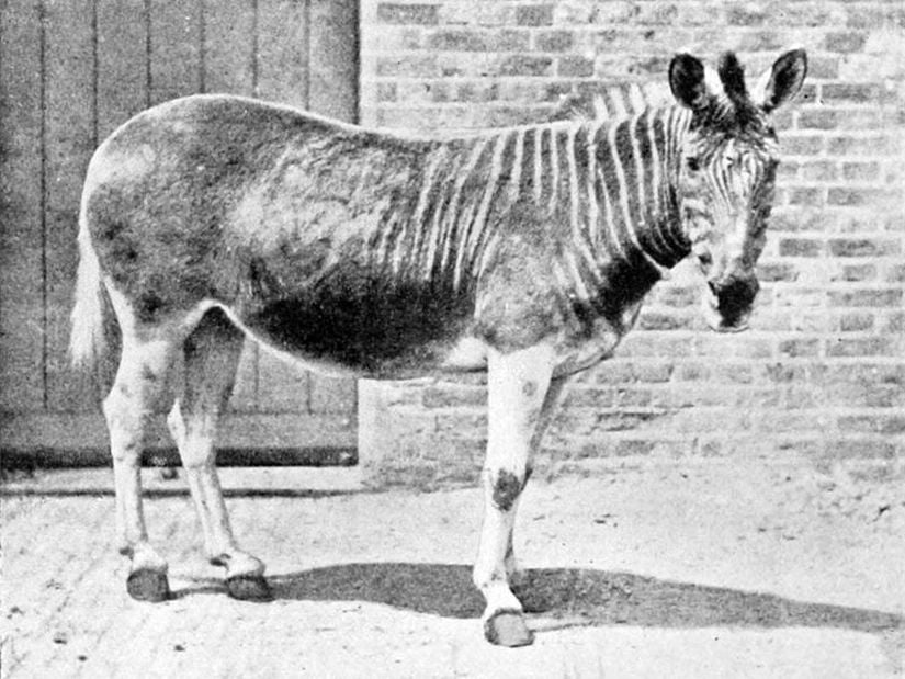 Amsterdam Hayvanat bahçesinde ölen son bataklık zebrası