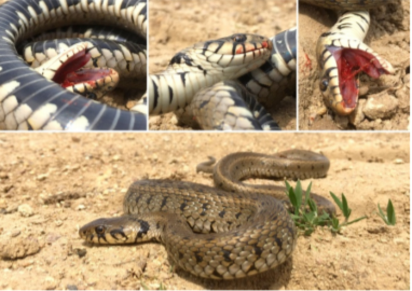 Otohemoraji ve ölü taklidi yapan yarı sucul yılan (Natrix natrix).