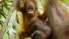 Türler Arası Bebek Şefkati: İnsan Bebeğini Görmeye Çalışan Orangutan