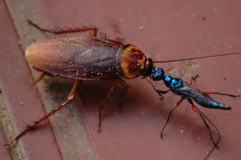 Mücevher yaban arısı (En: Emerald cockroach wasp) ismiyle bilinen Ampulex compacta tür isimli yaban arısı, hamamböceğinin beynine etki ederek onu uysallaştırabilir ve yavrularına yem olarak yuvasına götürebilir.