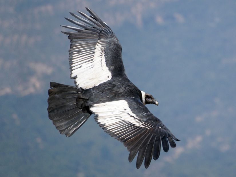 Süzülen bir And kondoru (Vultur gryphus).