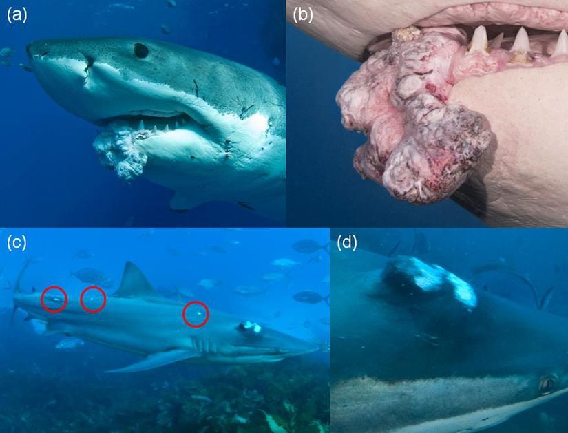 Farklı köpekbalığı türlerinde gözlemlenen tümörler.