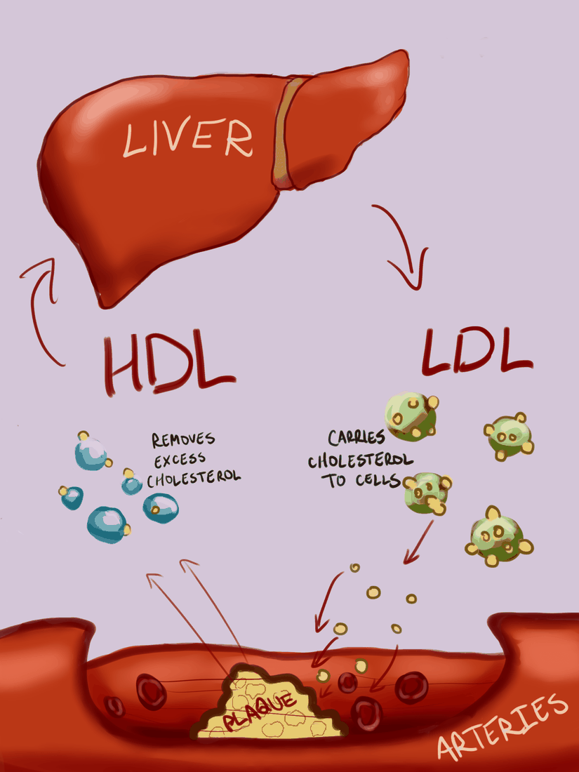 HDL ve LDL ilişkisini gösteren bir görsel
