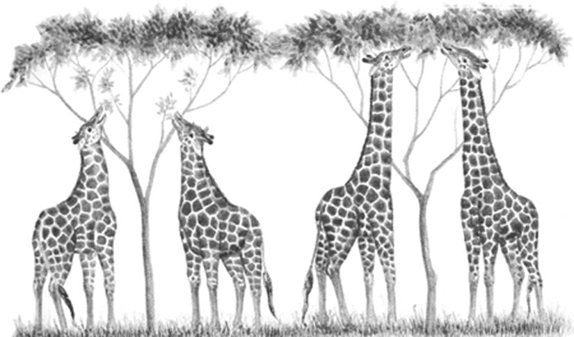 Lamarck Teorisi ve Zürafa Boyunlarının Uzaması