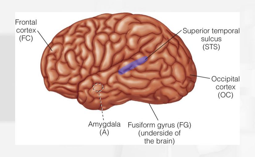 Şekil 2: İnsan beyninde bulunan 3 kortikal bölge (fusiform girus, superior temporal sulkus ve lateral oksipital alan).