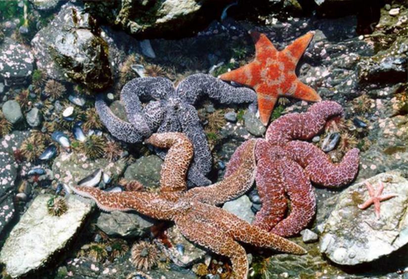 Gelgit bölgelerinde genellikle deniz yıldızları, deniz kestaneleri ve midye kabukları karşımıza çıkmaktadır. (Kachemak Körfezi, Alaska)