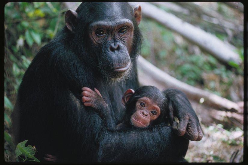 İnsanların yetişkinleri de, yavruları da diğer maymunların yavrularına daha fazla benzer. Diğer maymun türlerinde yetişkinliğe geçildikçe fiziksel özellikler ciddi anlamda değişir; ancak insanda, göreceli olarak bu çok daha azdır. Dolayısıyla insan evriminde heterokroni denen bir evrimsel adaptasyon yaşanmış olabilir: bizlerin genlerinde, gelişimimizi yavaşlatan bir mutasyon meydana gelmiş olabilir ve bu sebeple yetişkin insanlar, yavru insanların sadece büyük birer kopyası gibi gözükürler, diğer maymunlarda olana kıyasla çok fazla fiziksel değişim yaşamazlar.