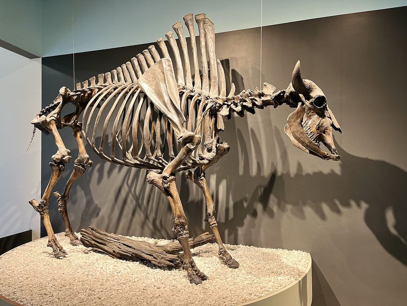 Bison antiquus: günümüz bizonlarından neredeyse 3 kat daha büyük olan kürklü bizon türü