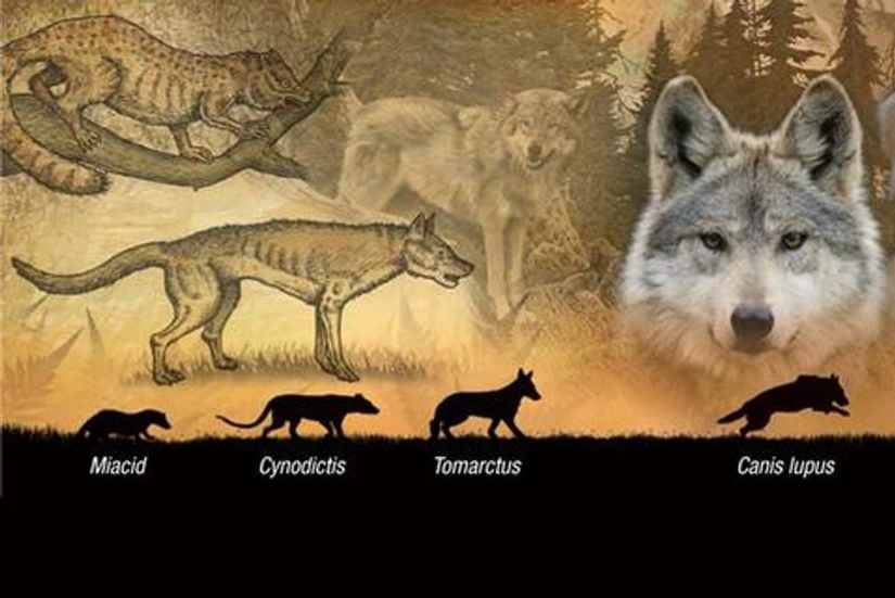 Bu görselde kurtların evrim süreçlerinde boyutlarının nasıl değiştiğini daha iyi anlayabiliriz.