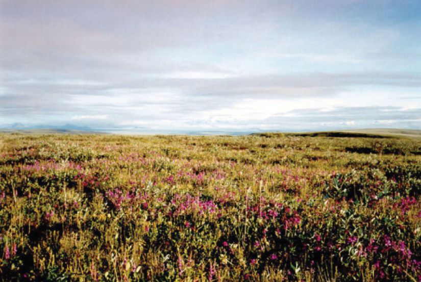Çalı söğüdü gibi alçakta büyüyen bitkiler, yaz aylarında tundra ikliminin gözlemlendiği bölgeleri domine eder.