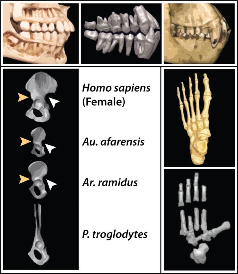 Şekil 5: Üst görüntü: Ar. ramidus’a ait diş yapısı (ortada) ile modern insana (solda) ve şempanzeye (sağda) ait olanın kıyaslaması. Görüldüğü üzere, Ar. ramidus’un köpek dişi şempanzeye nazaran körelmiş ve modern insanınkine benziyor. Alt görüntü, sol: Ar. ramidus'un, Au. afarensis'in, Homo sapiens'in ve şempanzenin kalça kemiği kıyaslaması. Ar. ramidus’un modern insan ve Au. afarensis ile paylaştığı iki ayaklılık ile ilişkili olan özellikler: ön alt iliac belkemiği (sarı ile gösterilen) ve büyük siyatik çentik (beyaz ile gösterilen); bu özellikler şempanzede mevcut değil. Alt görüntü, sağ: Au. ramidus ve modern insanın sahip olduğu ayak yapısının kıyaslaması. Ar. ramidus’un (aşağıda) baş parmağı insanın sahip olduğundan çok farklı. Au. ramidus 'un iki ayak üzerinde yürümesi sonraki insansıların yürüyüşünden oldukça farklı bir tarzda olmalıydı.