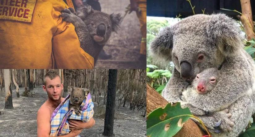 Patrick Boyle isimli gönüllünün kurtardığı 7 koaladan biri ve diğer gönüllüler tarafından kurtarılan koalalar.