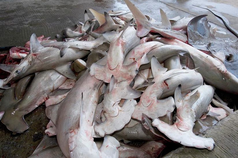 Köpekbalığı çorbası için yüzgeç avında öldürülmüş onlarca çekiçbaşlı.ı