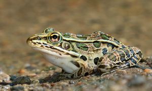 Endangered Leopard Frogs Find New Home At Refuge