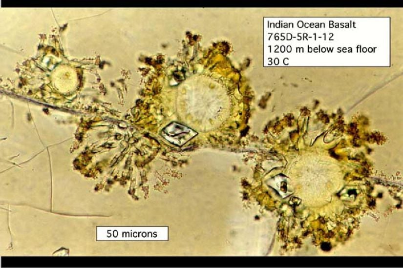 Kaya yiyen bir endolitin görüntüsü, Hint Okyanusu tabanının 1200 m altında bulunan bir bazalttan alınmıştır.