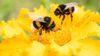 Çiçekli Bitki Çeşitliliği, Arılar Arası Evrimsel Rekabeti ve Enerji Verimliliğini Nasıl Etkiliyor?