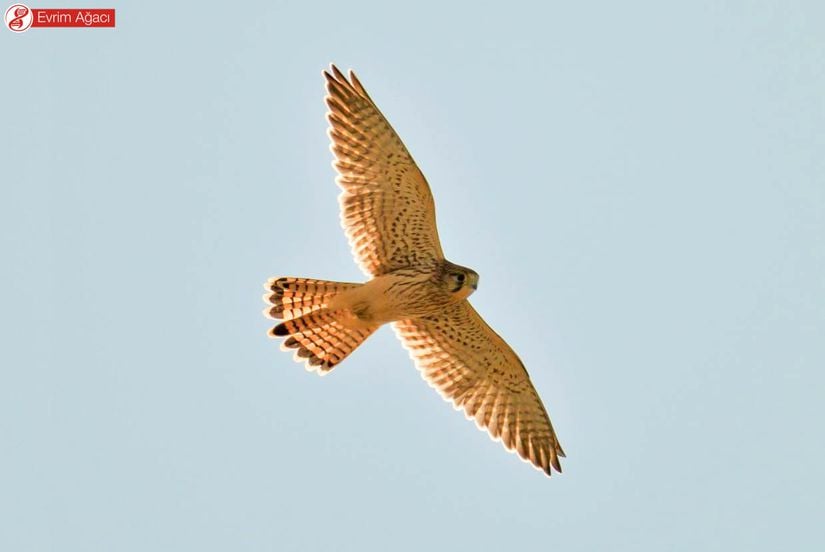 Kerkenez Falco Tinnunculus Evrim Ağacı