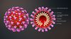 Koronavirüs Epidemiyolojisi ve Salgının Geleceğine Yönelik Modeller: COVID-19 Salgınından Neler Öğrendik?
