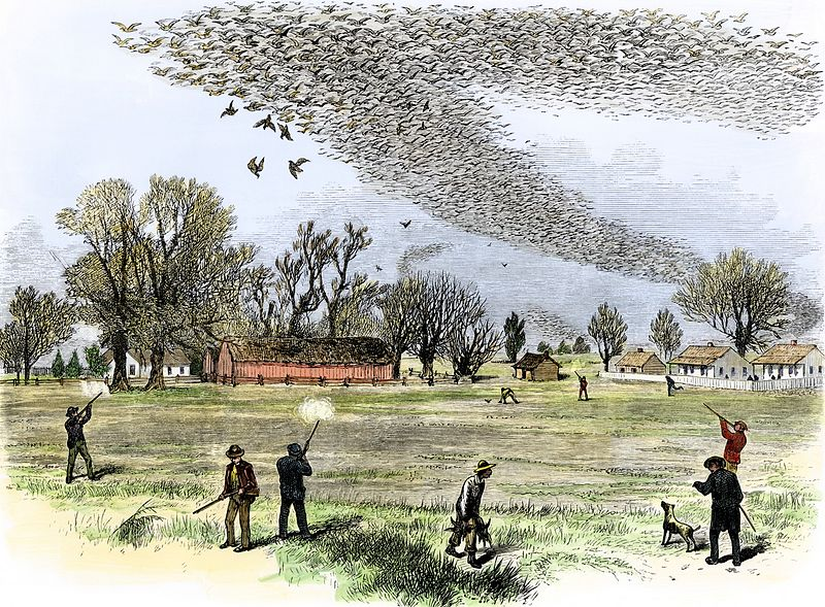 Louisiana'da avlanan bir yolcu güvercini sürüsü.