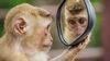 Özfarkındalık ve Aynalar: Ayna Testi, Hayvanların İç Dünyasına Bakış Atmamızı Sağlıyor!