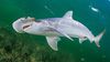 Bone kafalı köpekbalığı (Sphyrna tiburo)