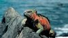Galapagos'un Sahipleri: Deniz İguanaları ve İzolasyona Bağlı Muhteşem Adaptasyonları!