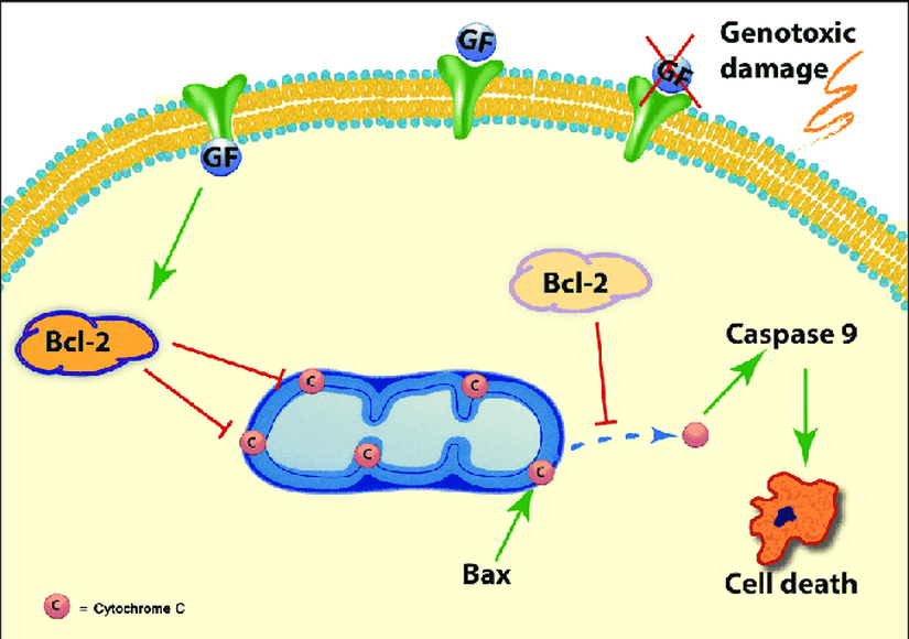 BCL-2 Proteinin Anti Apoptotik Etkilerinin İlüstrasyonu