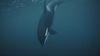 Kuzey Atlantik Katil Balinaları, Beslenme Davranışlarına Bağlı Olarak 2 Yeni Türe Ayrılmaya Başlamış Olabilir!