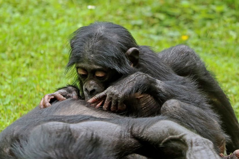 Bonobolar birbirlerinin parazitlerini temizleme konusunda da oldukça yardımcıdır.
