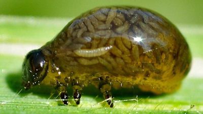 Dışkı Kalkanı: Parazitoid Yaban Arıları Tarafından Vücutlarına Larva Enjekte Edilen Böcekleri