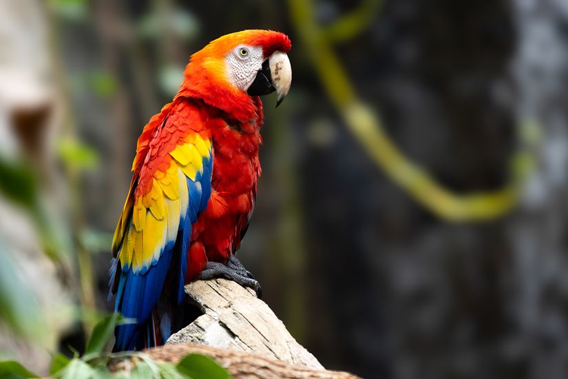 Görsel 1: Renkli görüş için nispeten daha dar dalga boyuna duyarlı olan reseptörler gerekir. Görseldeki Makaw (Ara) papağanı gibi renkleri sinyal olarak kullanan hayvanlar, iyi gelişmiş görme yetisine sahiptirler.