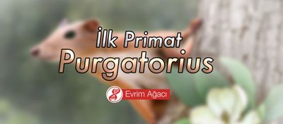 İlk Primat: Purgatorius