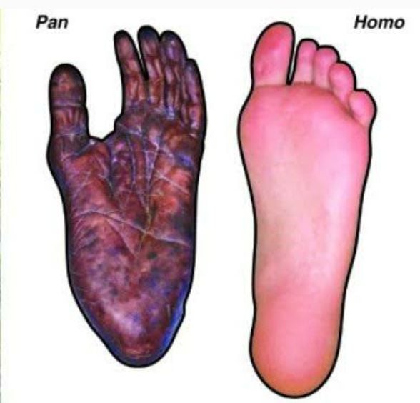 Pan (şempanzeler & bonobolar) ve Homo (insan) cinsinin ayaklarının karşılaştırması