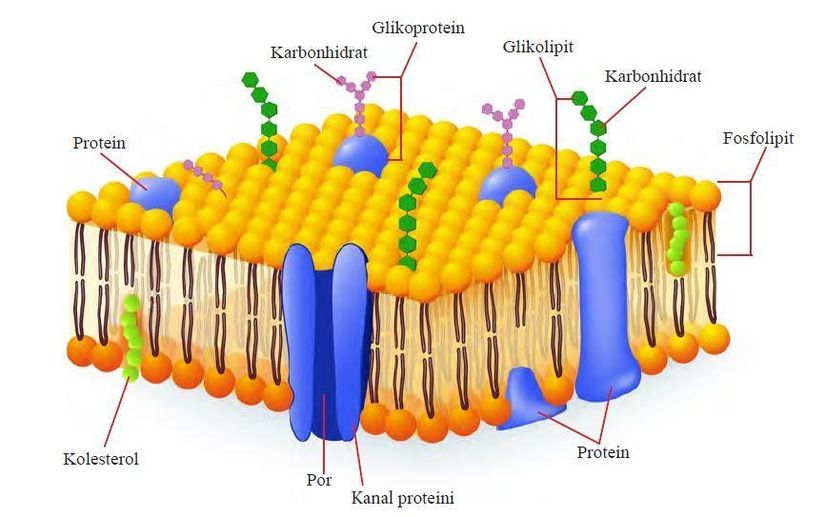Görsel 12: Hücre zarının yapısı. (Fosfolipit molekülleri turuncu renkte gösterilmiştir.)
