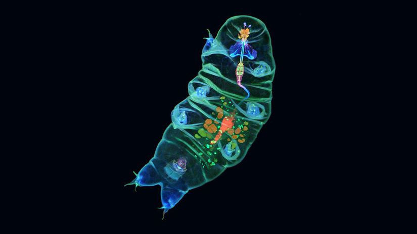 2019 yılında Olimpus Fotoğraf Ödülleri'nin 1. seçilen flöresan boyama ile görüntülenen tardigrad ve sindirim sistemi.