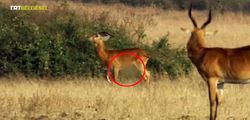 TRT Belgesel'deki Uganda Kob Antilopları'nın cinsel organlarının sansürlenmesi sizce doğru mudur?