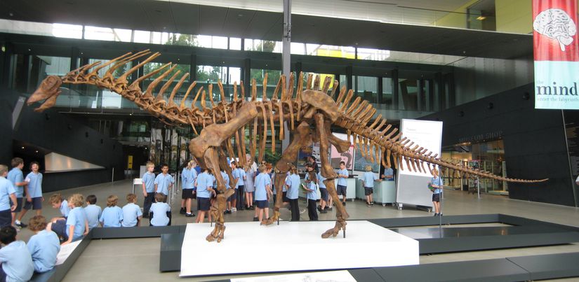 Amargasaurus iskeleti
