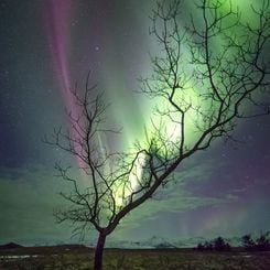  The Aurora Tree 